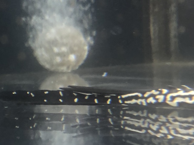 233BF579-2D42-400F-A0DE-30EF66C3DBCF