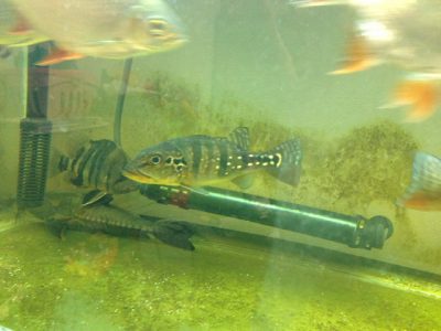 キクラピクティ