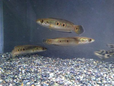 オセレイトスネークヘッド（フラワートーマン）