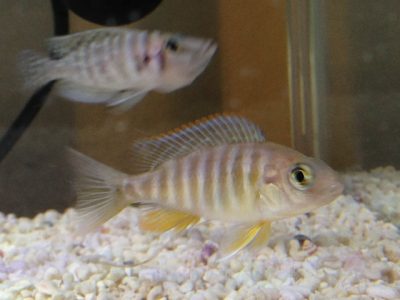 アウロノカラヤコブフレイベルギ