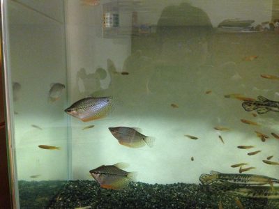 パールグラミー