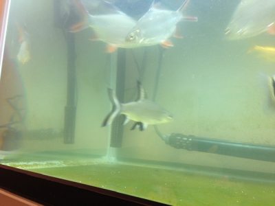 シルバーシャークとレッドフィンバルブ