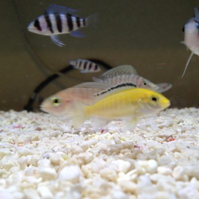 ラビドクロミスカエルレウス