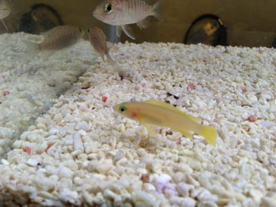 ネオランプロローグスレレウピィ