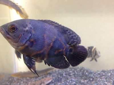 アストロノータスオセレータス（オスカー）