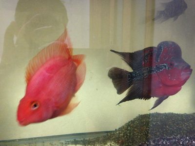 パロットとフラワーホーン