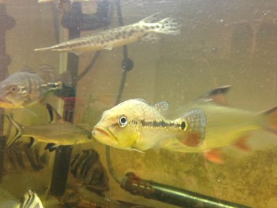 キクラメラニアエ