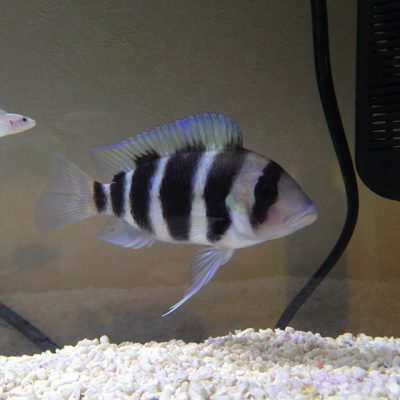 キフォティラピアフロントーサ