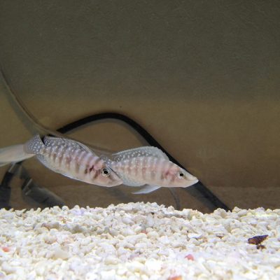 アルトランプロローグスカルバス