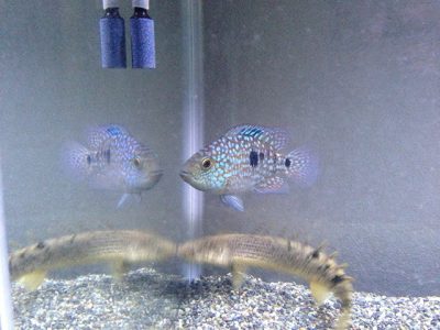 テキサスシクリッド