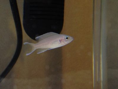 ネオランプロローグスブリチャージ