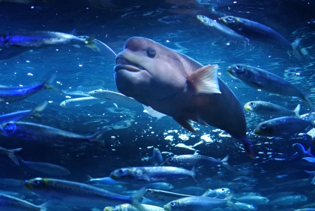 9e19144fe05cbcdb54451eac12f8c15c_s