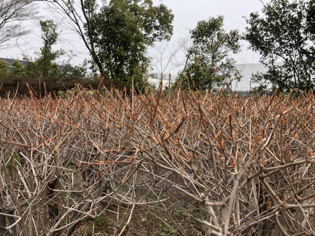 C3DC3DE2-C597-4DC4-ABC8-0B153123686F