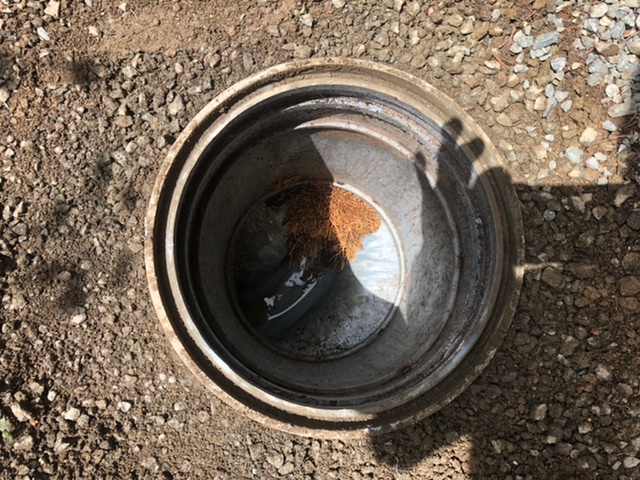 下水管に植物の根が！