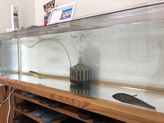 教室玄関の水槽