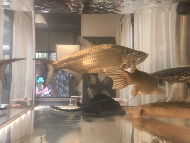 ターポン真横から