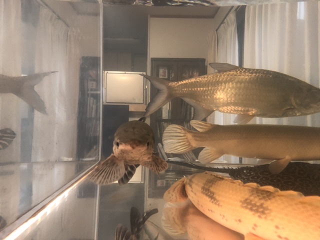 トロジャン真正面から