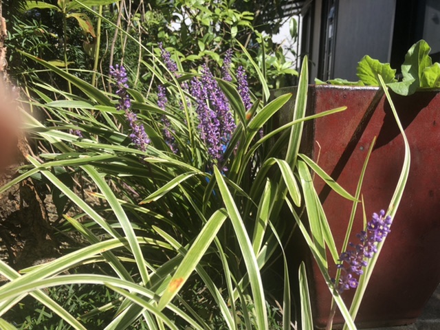 斑入りヤブラン