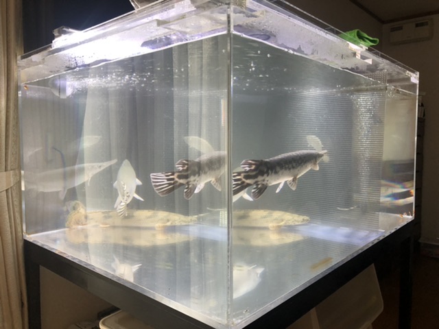 水槽の左部屋