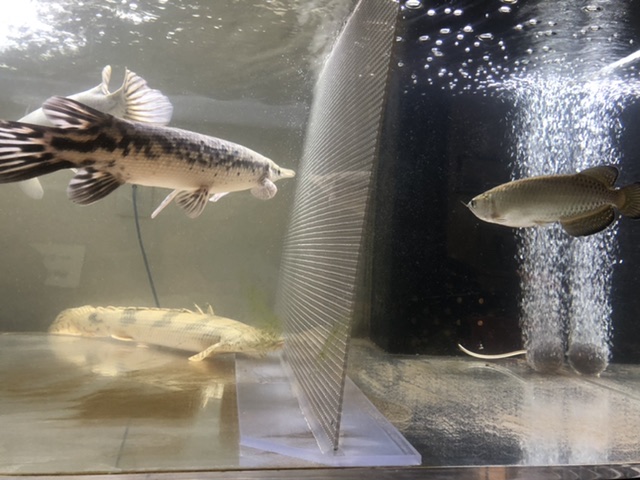 歪んだ仕切り板