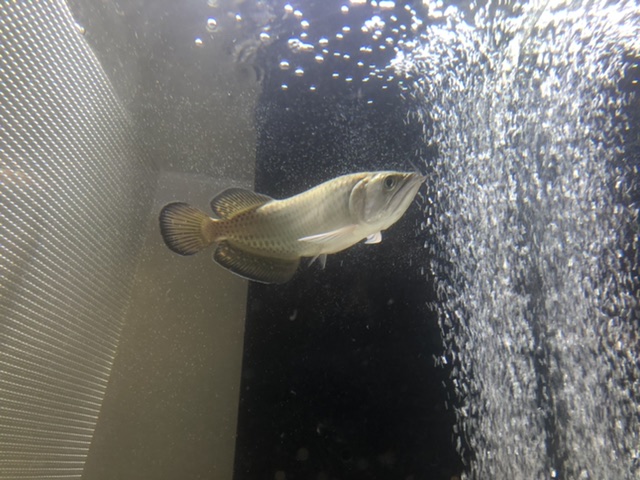 ノーザンバラムンディ1