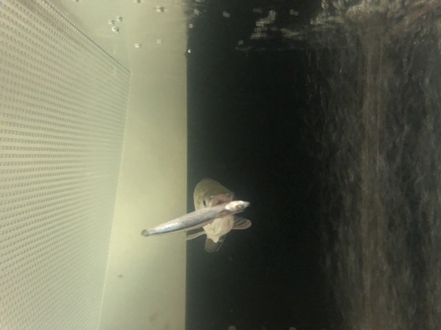 冷凍キビナゴを咥えるノーザンバラムンディ