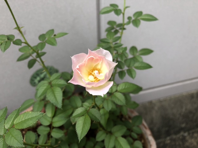 母屋で咲いているバラ1