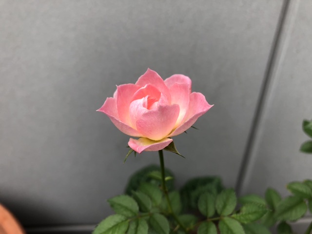 母屋で咲いているバラ2