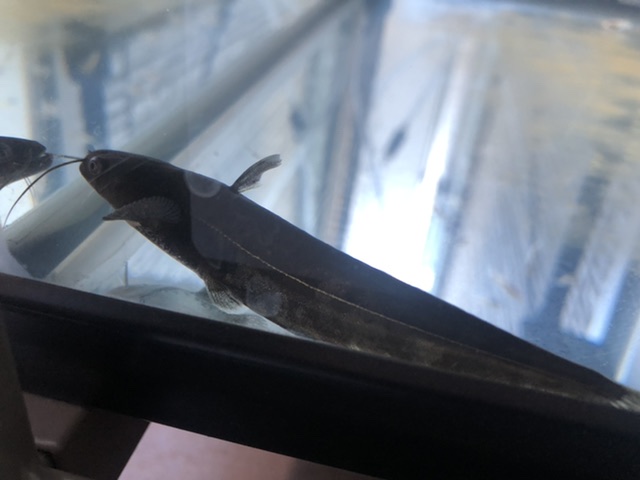 ビワコオオナマズ