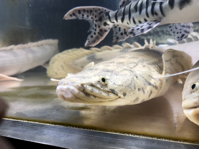 エンドリケリーの扁平顔