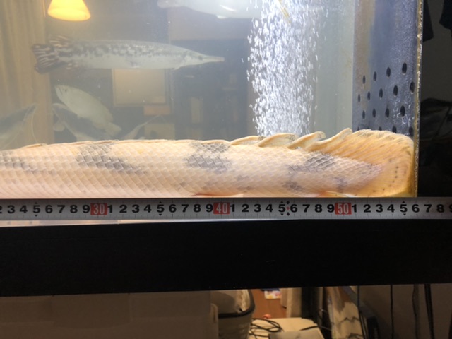 エンドリケリーの体長測定