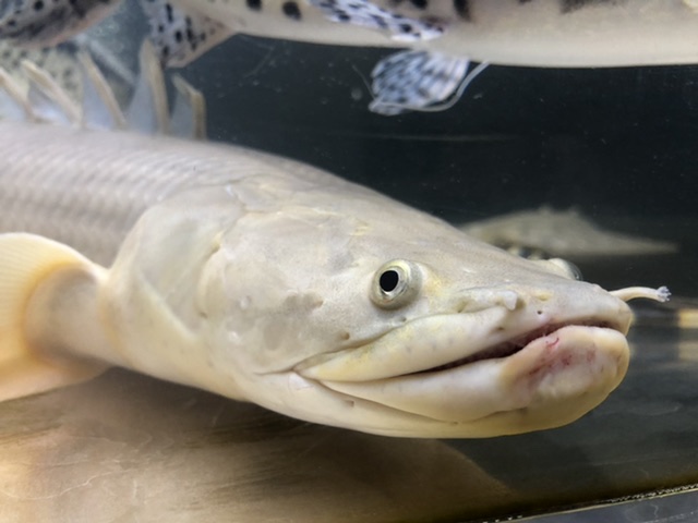 コンギクス（ビチャー）