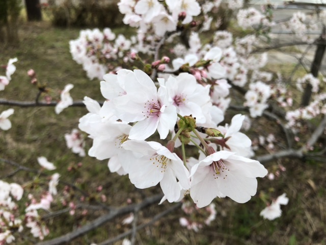 ソメイヨシノ～クリスタルの森にて～