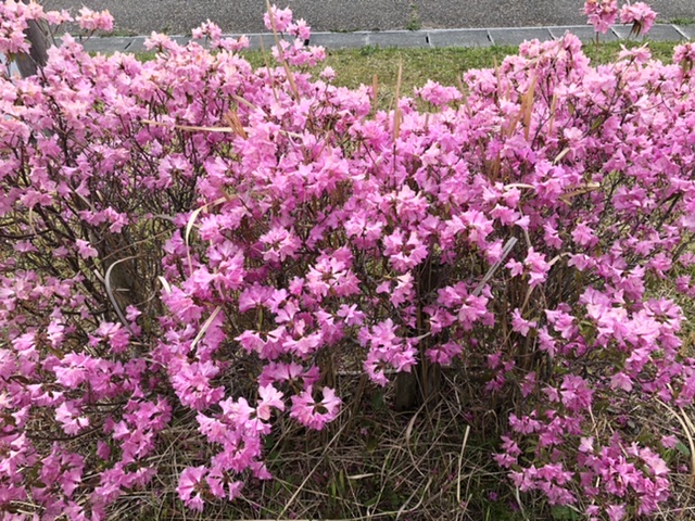 ミツバツツジ～クリスタルの森にて～