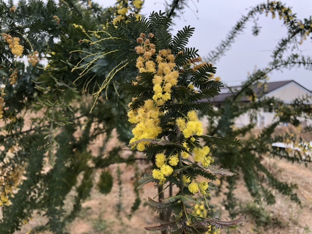 ミモザ～多気の杜ゆたか園裏山にて～