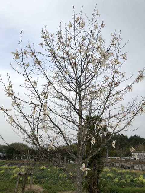 コブシ～クリスタルの森にて～