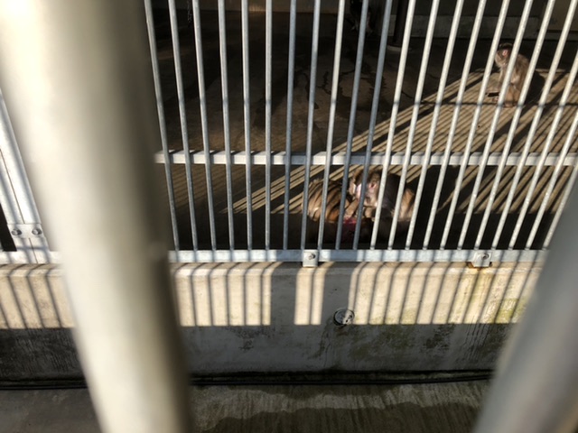 サルがいました！