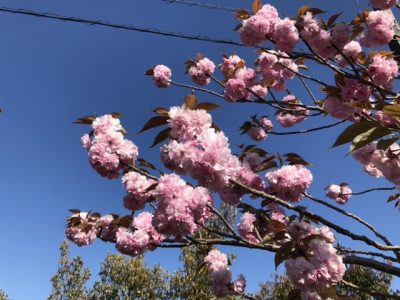 相可台の八重桜