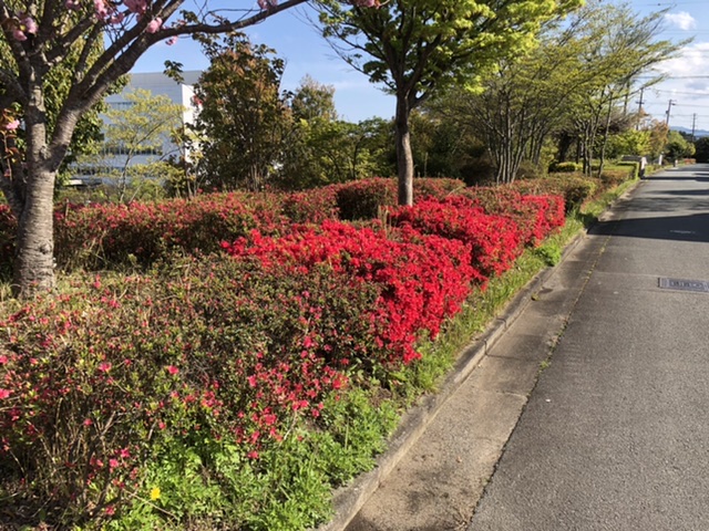 相可台のツツジ