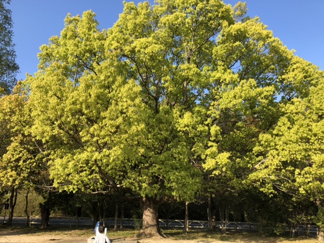 中部台公園の巨大なクスノキ