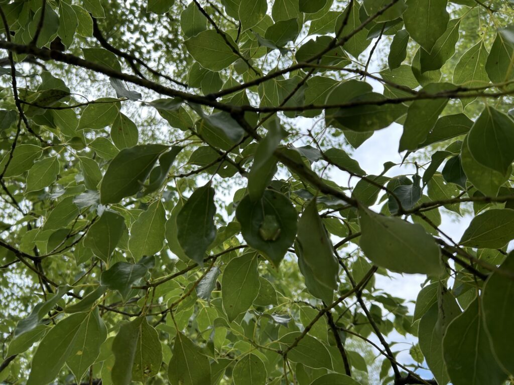 木の葉っぱの上に隠れているカエル