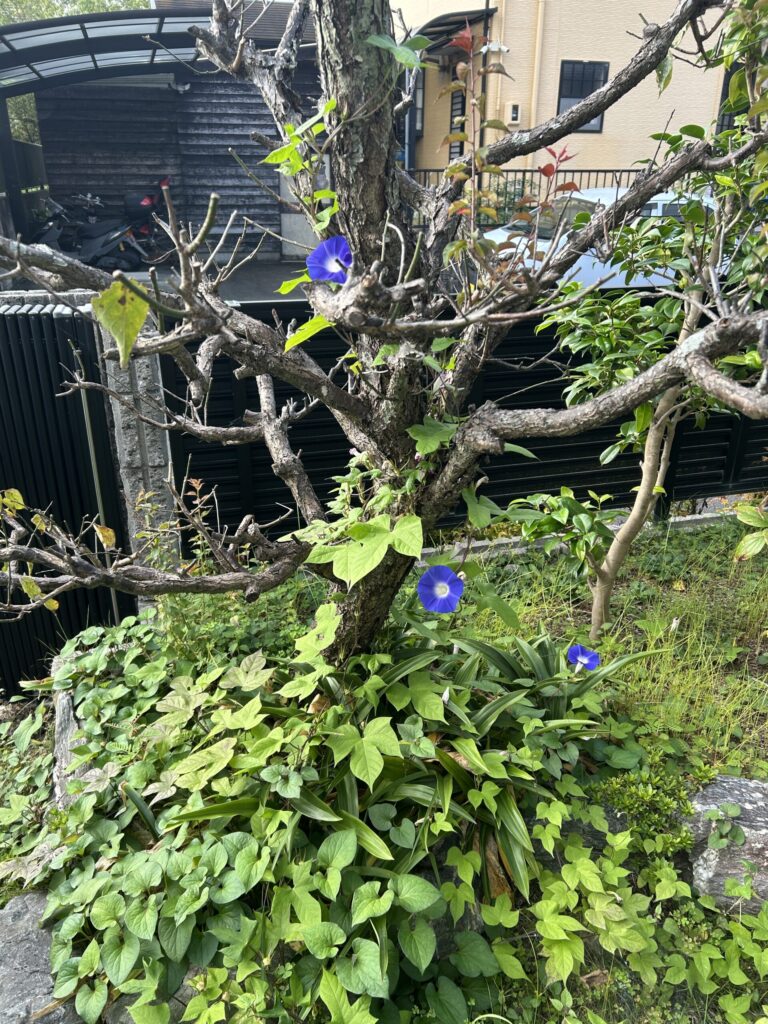 梅の木に絡みついて木のように咲く朝顔